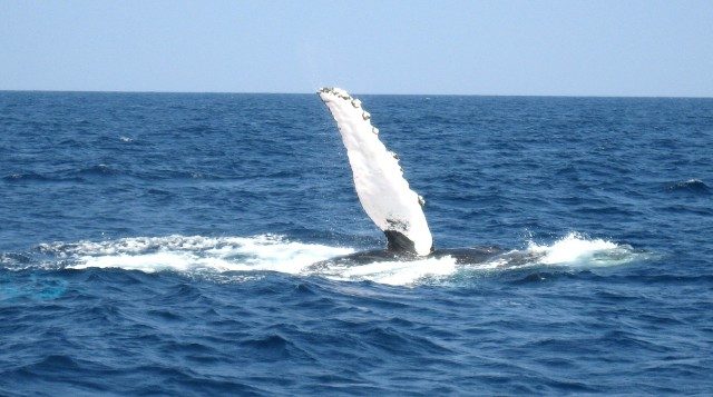 沖縄で結婚式をしたのなら、クジラからも祝福されちゃいましょう！