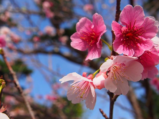 スプリングウェディング♡春はもうすぐ！チャペル・ダイアモンドオーシャン