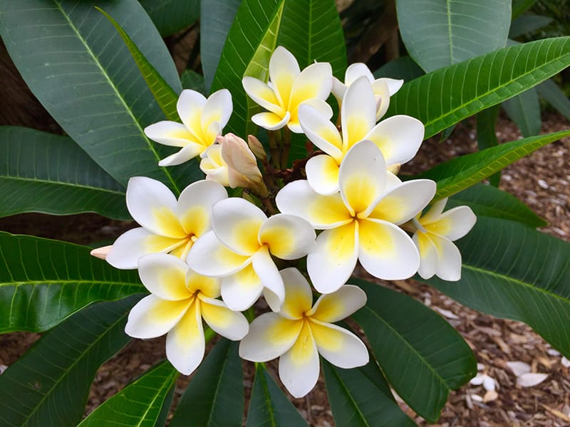 トロピカルフラワーの花言葉は 沖縄ウェディングのブーケ選び Ainowa沖縄リゾートウェディング