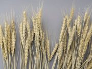 麦の花言葉は「富」や「繁栄」麦ブーケのアイデアや花言葉の由来など