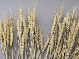 麦の花言葉は「富」や「繁栄」麦ブーケのアイデアや花言葉の由来など