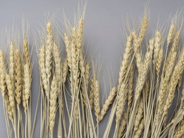 麦の花言葉は「富」や「繁栄」麦ブーケのアイデアや花言葉の由来など