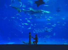 沖縄美ら海水族館で叶える、ラグジュアリーなプロポーズ計画