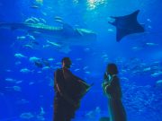 沖縄美ら海水族館で、 誰にも知られず、ふたりだけの“永遠”を。　~ サプライズ プロポーズ~
