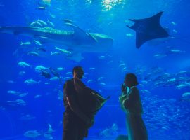 沖縄美ら海水族館で、 誰にも知られず、ふたりだけの“永遠”を。　~ サプライズ プロポーズ~